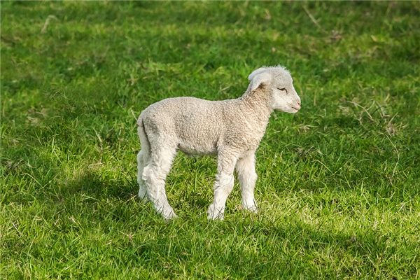2003年出生的属羊男，性格稳定温和的过完一生