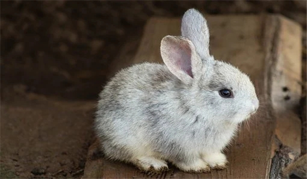 属兔的今年多大了是什么命，感兴趣的话