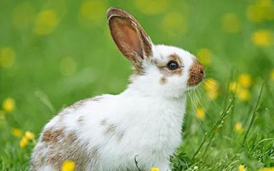 生肖兔哪日出生是上等之命，孤单难归