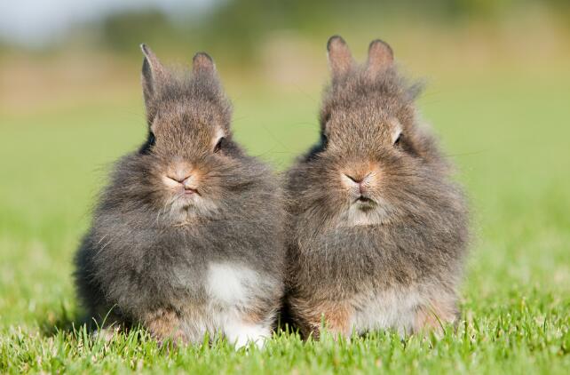 生肖兔几月出生好 属兔人哪些月份出生最好
