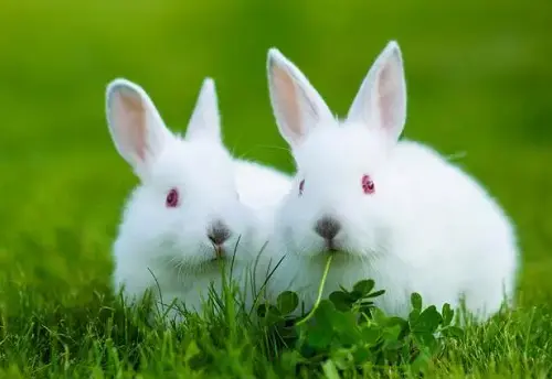 属兔的属相婚配表大全，能和自己合适的生肖在一起